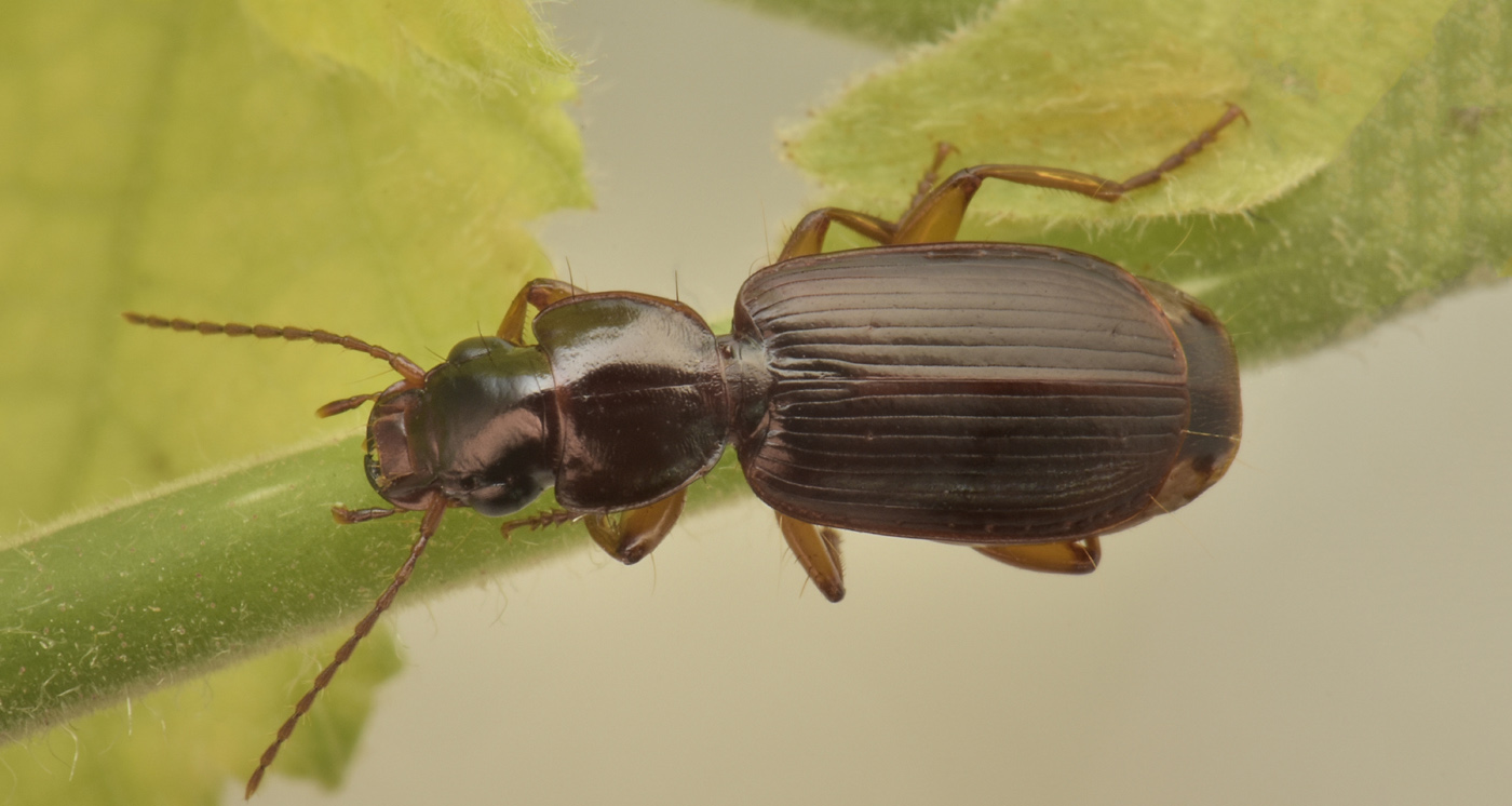 Carabidae: Pseudomasorerus canigoulensis? S.